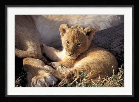 Framed Kenya, Masai Mara. Six week old Lion cub (Panthera leo) Print