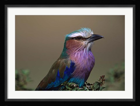 Framed Kenya, Masai Mara, Lilac-breasted Roller bird Print