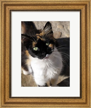 Framed Local Cat, Morocco Print