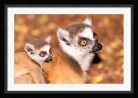 Framed Madagascar, Berenty Reserve, Ring-tailed lemur primates Print