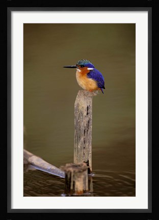 Framed Madagascar, La Madraka. Malagasy Kingfisher Print
