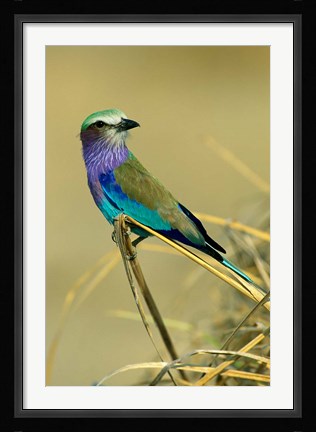 Framed Lilac-Breasted Roller bird, Mana Pools NP, Zimbabwe Print