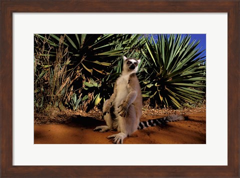 Framed Madagascar, Berenty Private Reserve. Ring-tailed Lemur Print