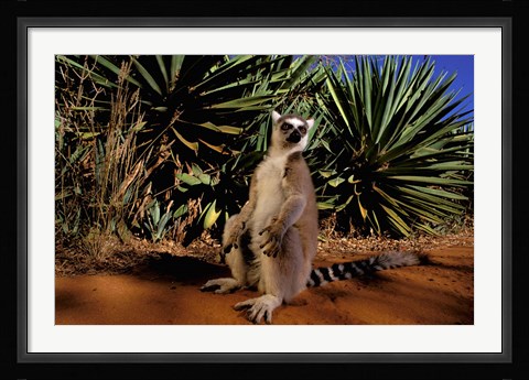 Framed Madagascar, Berenty Private Reserve. Ring-tailed Lemur Print
