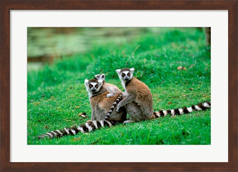 Framed Madagascar, Antananarivo, Ring-tailed lemur, primate Print