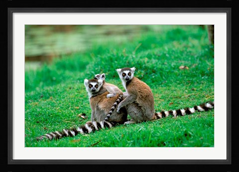 Framed Madagascar, Antananarivo, Ring-tailed lemur, primate Print