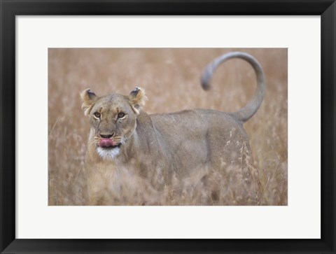 Framed Lioness in Tall Grass on Savanna, Masai Mara Game Reserve, Kenya Print