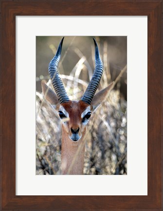 Framed Male Gerenuki with Large Eyes and Curved Horns, Kenya Print
