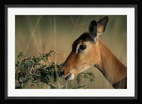 Framed Kenya, Lake Nakuru NP, Impala wildlife Print
