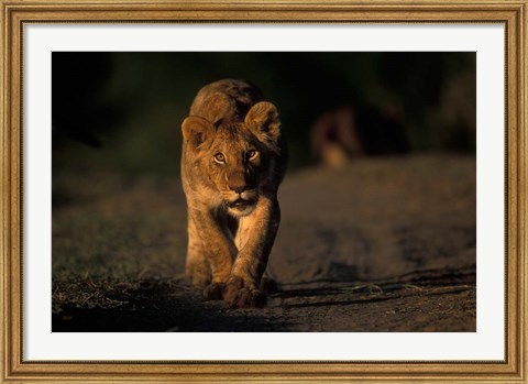 Framed Lion Cub Stalking, Masai Mara Game Reserve, Kenya Print