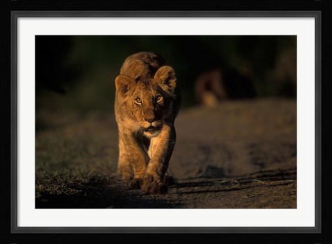Framed Lion Cub Stalking, Masai Mara Game Reserve, Kenya Print
