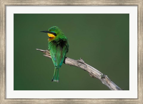 Framed Kenya, Masai Mara Game Reserve, Little Bee Eater bird Print