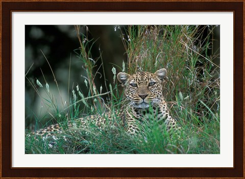 Framed Leopard Resting along Telek River, Masai Mara Game Reserve, Kenya Print