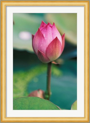 Framed Lotus flower bud, Hangzhou, Zhejiang Province, China Print