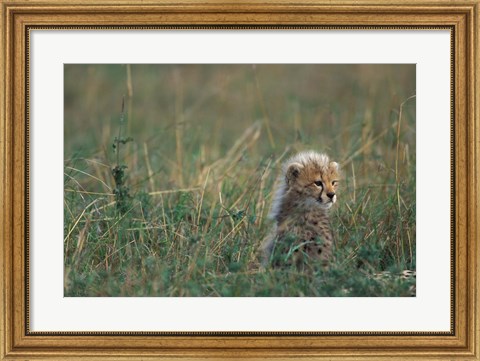 Framed Kenya, Masai Mara Game Reserve, Cheetah, Savanna Print