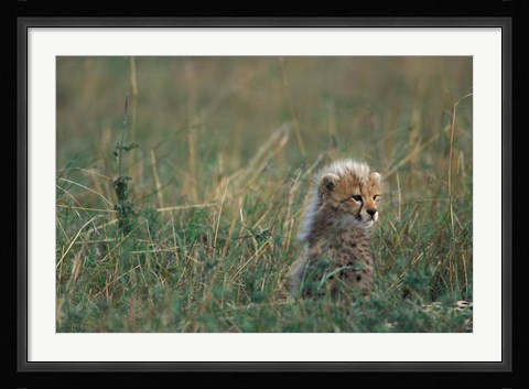 Framed Kenya, Masai Mara Game Reserve, Cheetah, Savanna Print