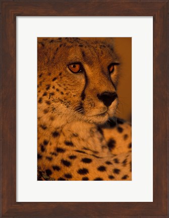 Framed Kenya, Masai Mara Game Reserve, Cheetah, sunset Print