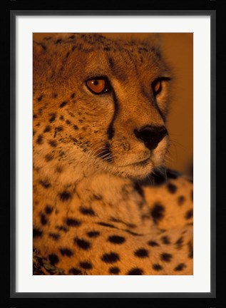 Framed Kenya, Masai Mara Game Reserve, Cheetah, sunset Print
