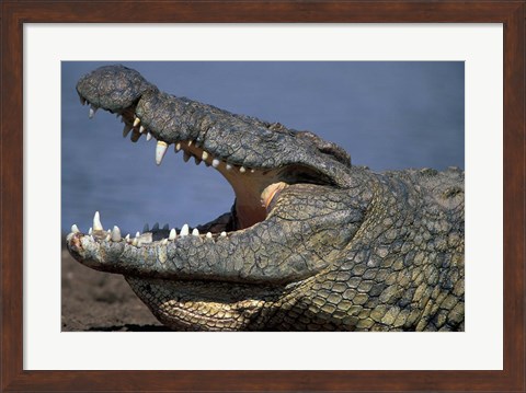 Framed Kenya, Masai Mara Game Reserve, Nile Crocodile Print