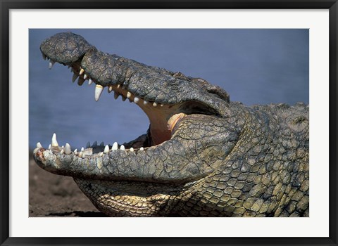 Framed Kenya, Masai Mara Game Reserve, Nile Crocodile Print