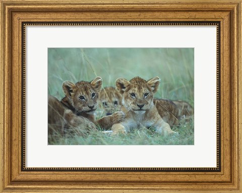 Framed Lion Cubs Rest in Grass, Masai Mara Game Reserve, Kenya Print