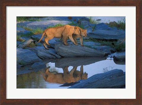 Framed Lion Pride along Rocky Bank, Telek River, Masai Mara Game Reserve, Kenya Print