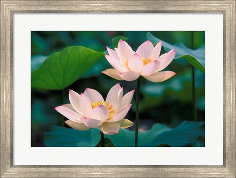 Framed Lotus Flower in Blossom, China Print