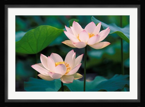 Framed Lotus Flower in Blossom, China Print