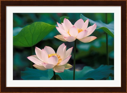 Framed Lotus Flower in Blossom, China Print