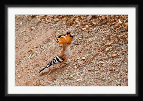 Framed Madagascar. Madagascar Hoopoe, endemic bird Print