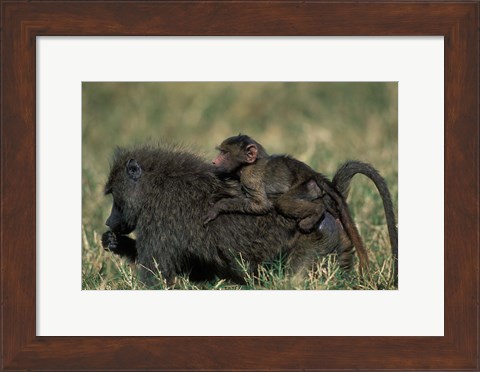 Framed Kenya, Masai Mara Game Reserve, Chacma Baboons wildlife Print