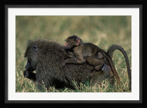 Framed Kenya, Masai Mara Game Reserve, Chacma Baboons wildlife Print