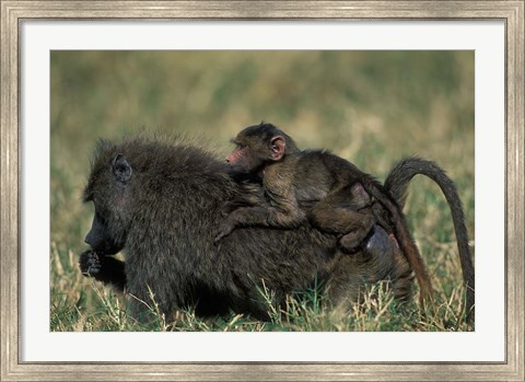 Framed Kenya, Masai Mara Game Reserve, Chacma Baboons wildlife Print