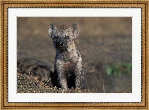 Framed Kenya, Masai Mara Game Reserve, Spotted Hyena wildlife Print