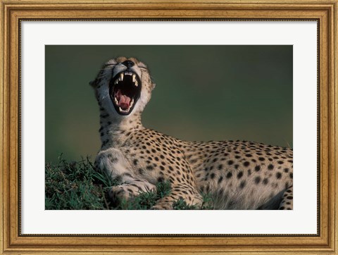 Framed Kenya, Masai Mara Game Reserve, Cheetah in savanna Print
