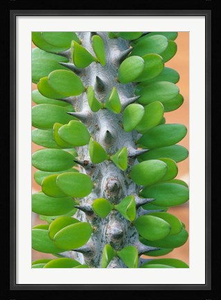 Framed Madagascar, Dry Spiny Forest, cactus, succulent Print