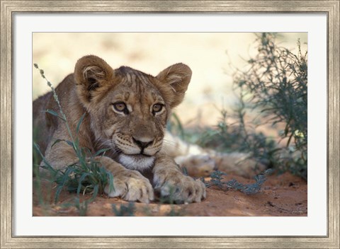 Framed Lion Cub Rests During Heat of Day, Auob River, Kalahari-Gemsbok National Park, South Africa Print