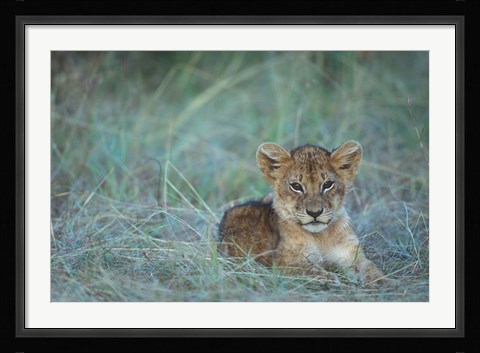 Framed Lion Cub Rests in Grass, Masai Mara Game Reserve, Kenya Print