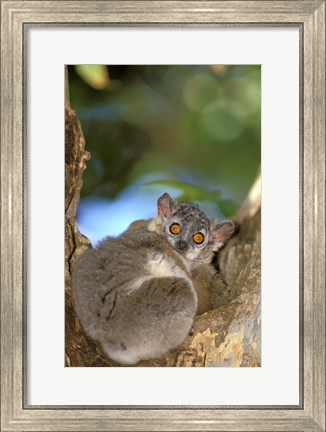 Framed Madagascar, Berenty Reserve, Whitefooted sportive lemur Print
