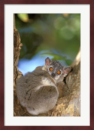 Framed Madagascar, Berenty Reserve, Whitefooted sportive lemur Print