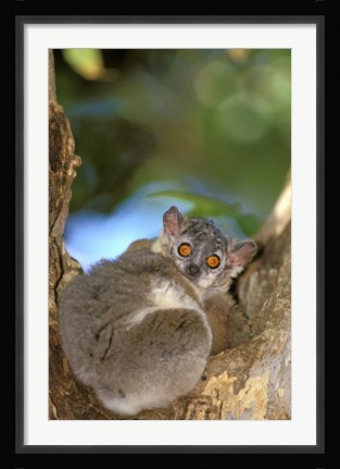 Framed Madagascar, Berenty Reserve, Whitefooted sportive lemur Print