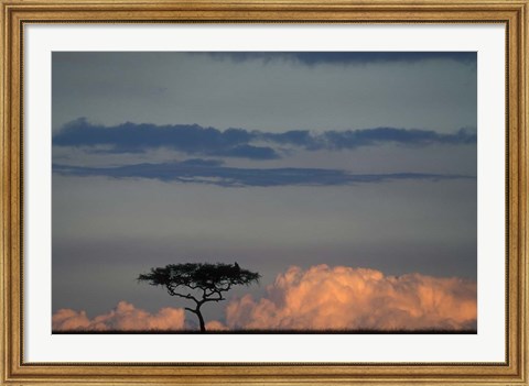 Framed Lone Acacia Tree, Masai Mara Game Reserve, Kenya Print