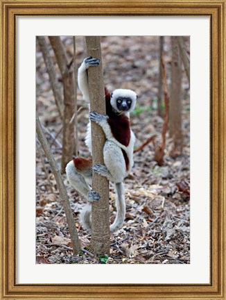 Framed Madagascar, Ankarafantsika Coquerels Sifaka primate Print