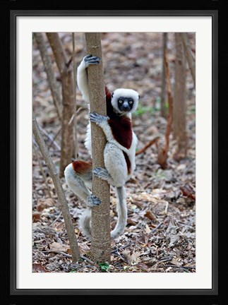 Framed Madagascar, Ankarafantsika Coquerels Sifaka primate Print