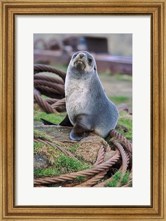 Framed Antarctic Fur Seal sitting on ropes, South Georgia, Sub-Antarctica Print