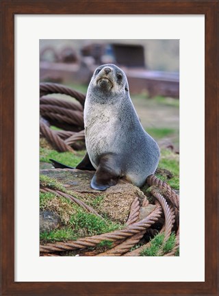 Framed Antarctic Fur Seal sitting on ropes, South Georgia, Sub-Antarctica Print