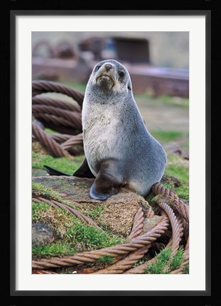 Framed Antarctic Fur Seal sitting on ropes, South Georgia, Sub-Antarctica Print