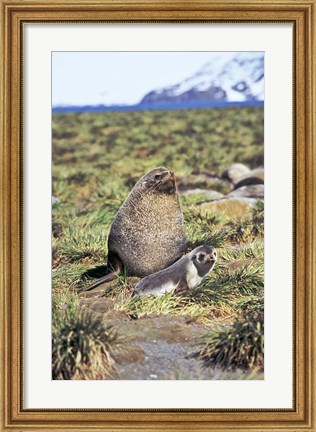 Framed Antarctic Fur Seal with pup, South Georgia, Sub-Antarctica Print