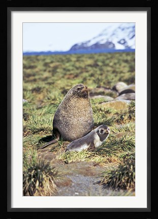 Framed Antarctic Fur Seal with pup, South Georgia, Sub-Antarctica Print