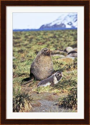 Framed Antarctic Fur Seal with pup, South Georgia, Sub-Antarctica Print